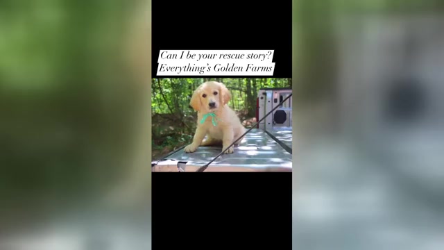 Video preview image #2 English Cream Golden Retriever Puppy For Sale in ROCKY FACE, GA, USA