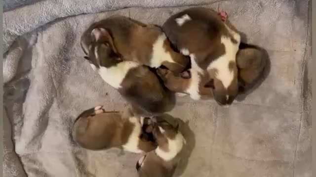 Video preview image #3 Collie Puppy For Sale in HIGH POINT, NC, USA