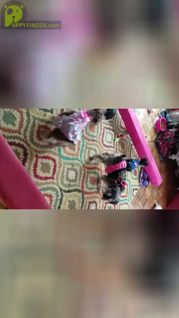 Video preview image #1  Breeder Profile in FAYETTEVILLE, NC, USA