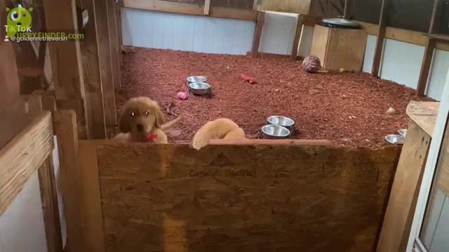 Video preview image #1 Golden Retriever Puppy For Sale in CRANSTON, RI, USA