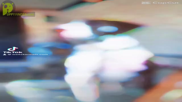 Video preview image #17  Breeder Profile in HUNTSVILLE, TX, USA