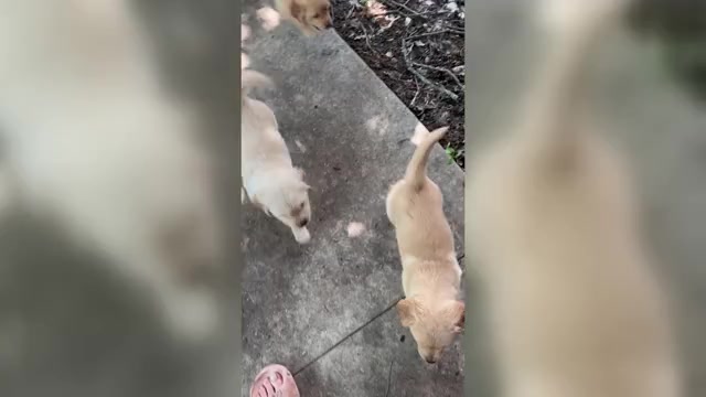 Video preview image #10 Golden Retriever Puppy For Sale in SAN MARCOS, TX, USA