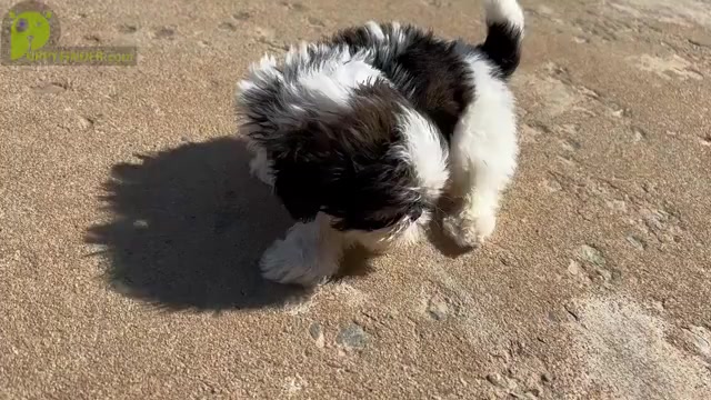 Video preview image #16 Shih Tzu Puppy For Sale in MOORESVILLE, NC, USA