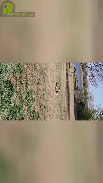 Video preview image #1 American Bully Puppy For Sale in MARTELL, NE, USA