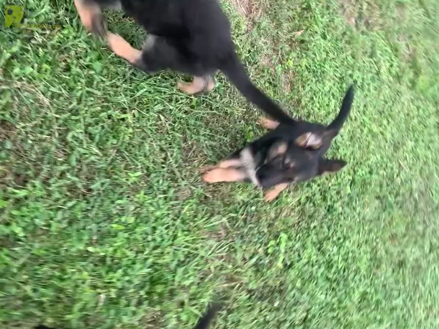 Video preview image #1 German Shepherd Dog Puppy For Sale in CAPE CORAL, FL, USA