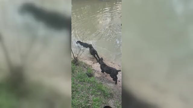 Video preview image #1 Cane Corso Puppy For Sale in PITTSVIEW, AL, USA