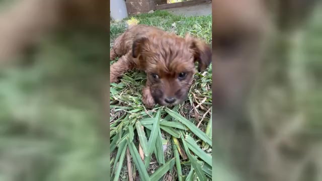 Video preview image #9 Poocan Puppy For Sale in FAIR OAKS, CA, USA