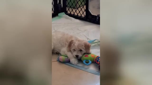 Video preview image #2 Lhasa Apso Puppy For Sale in PHOENIX, AZ, USA