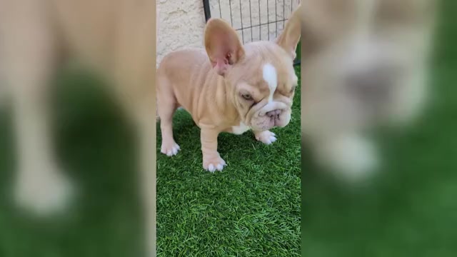 Video preview image #3 French Bulldog Puppy For Sale in LAS VEGAS, NV, USA