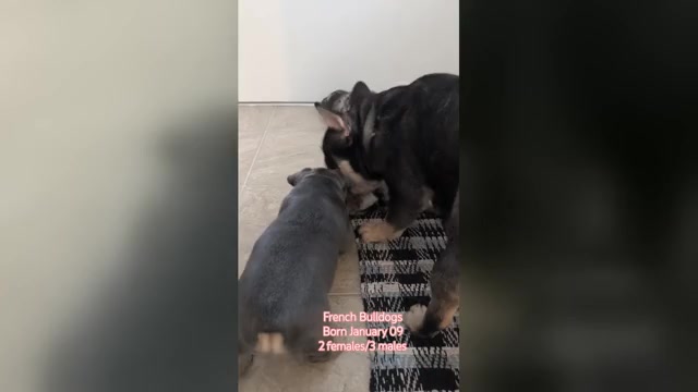 Video preview image #1 French Bulldog Puppy For Sale in GOSHEN, IN, USA