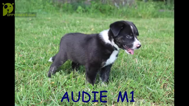Video preview image #1 Border Collie Puppy For Sale in OSCEOLA, MO, USA