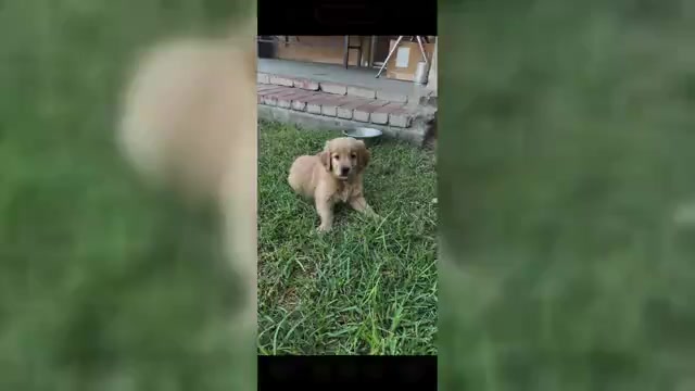 Video preview image #1 Golden Retriever Puppy For Sale in BLOOMINGTON, CA, USA