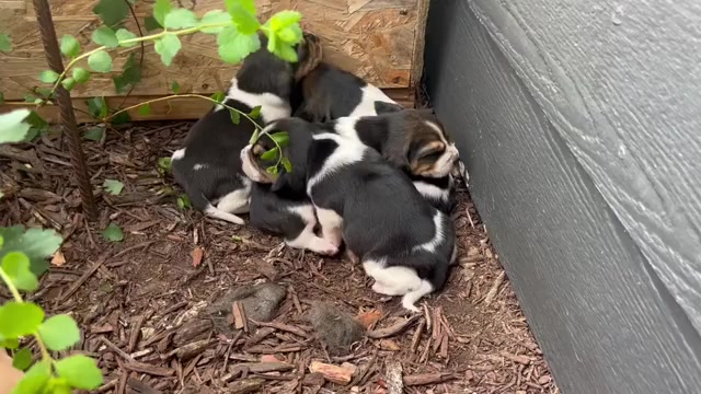 Video preview image #2 Beagle Puppy For Sale in MCPHERSON, KS, USA