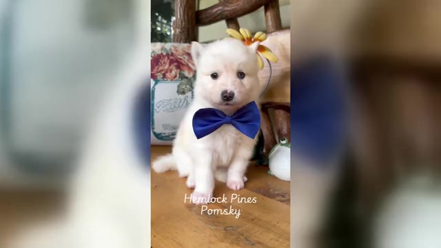 Video preview image #3 Pomsky Puppy For Sale in VENUS, PA, USA