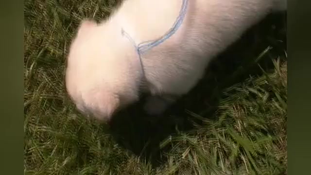 Video preview image #1 German Shepherd Dog Puppy For Sale in PIEDMONT, MO, USA