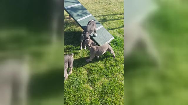 Video preview image #1 English Bulldogge Puppy For Sale in TOOELE, UT, USA