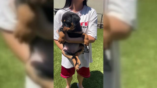 Video preview image #1 Rottweiler Puppy For Sale in MENIFEE, CA, USA