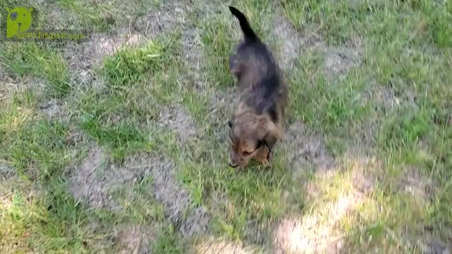 Video preview image #1 Dachshund Puppy For Sale in CLARK, MO, USA