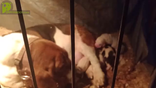 Video preview image #1 Basset Hound Puppy For Sale in CINCINNATUS, NY, USA