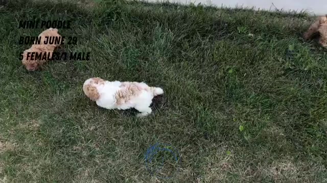 Video preview image #2 Poodle (Miniature) Puppy For Sale in GOSHEN, IN, USA