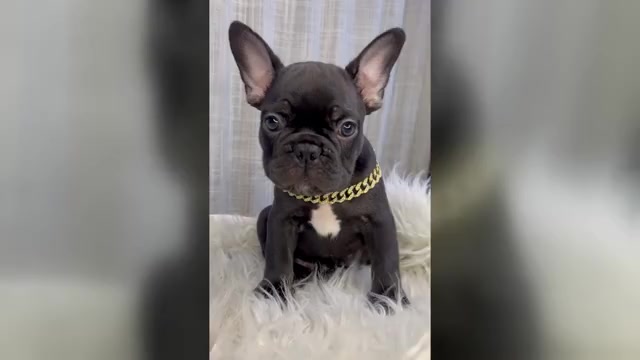 Video preview image #1 French Bulldog Puppy For Sale in DANBURY, CT, USA