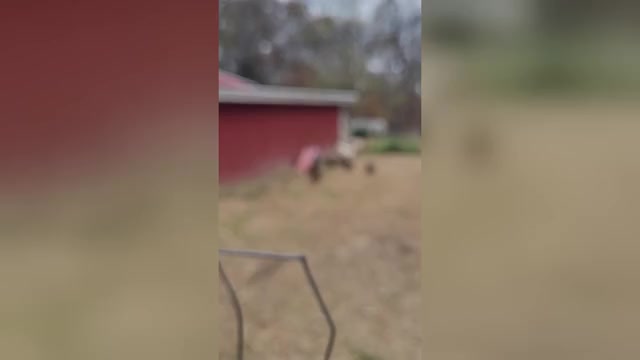 Video preview image #3 German Shepherd Dog Puppy For Sale in SCOTTSVILLE, KY, USA