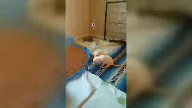 Video preview image #2 Cattledog Shepherd Puppy For Sale in LULING, TX, USA