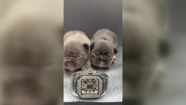 Video preview image #1  Breeder Profile in RALEIGH, NC, USA