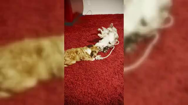 Video preview image #4 French Bulldog Puppy For Sale in OBERLIN, OH, USA