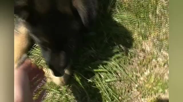 Video preview image #1 German Shepherd Dog Puppy For Sale in PIEDMONT, MO, USA