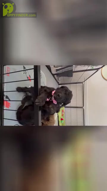 Video preview image #5 Aussiedoodle Miniature  Puppy For Sale in CLOVER, SC, USA