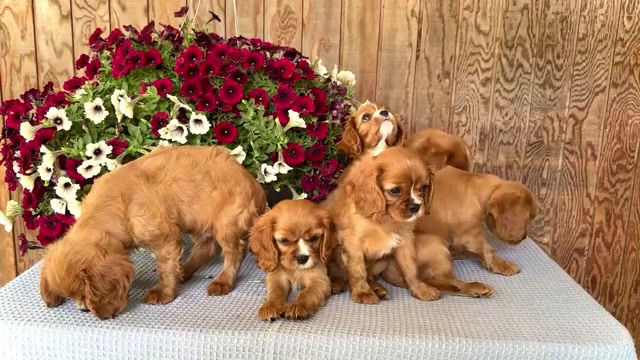 Video preview image #1 Cavalier King Charles Spaniel Puppy For Sale in WAKARUSA, IN, USA