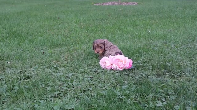 Video preview image #4 Cavapoo Puppy For Sale in THORP, WI, USA
