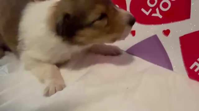 Video preview image #4 Collie Puppy For Sale in HIGH POINT, NC, USA