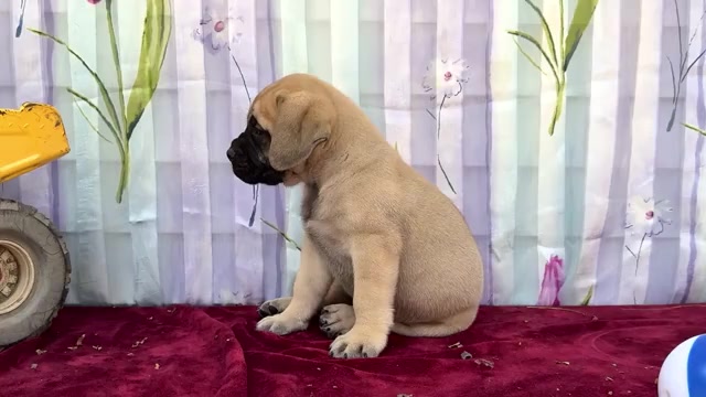 Video preview image #3 Mastiff Puppy For Sale in WAKARUSA, IN, USA