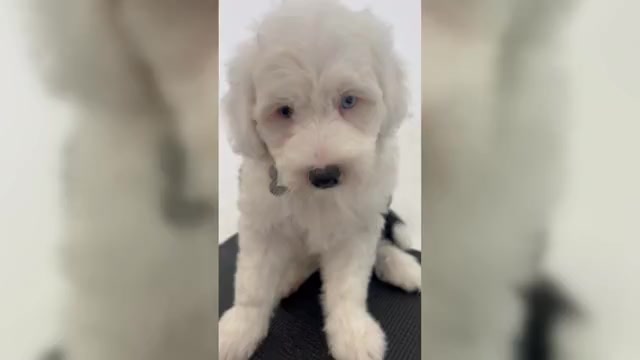 Video preview image #4 Sheepadoodle Puppy For Sale in HUNTINGTON BEACH, CA, USA