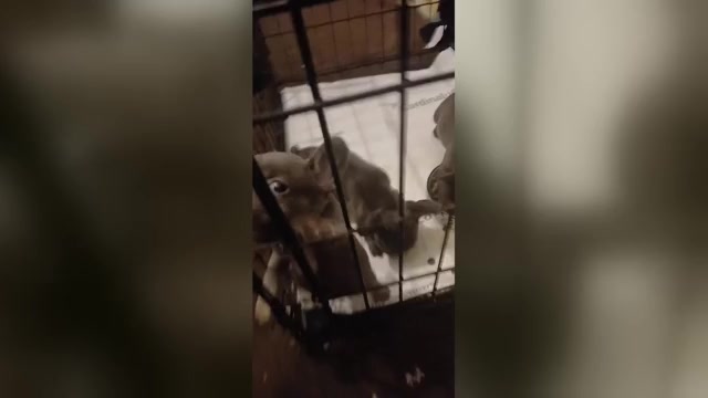 Video preview image #2  Breeder Profile in SAINT LOUIS, MO, USA