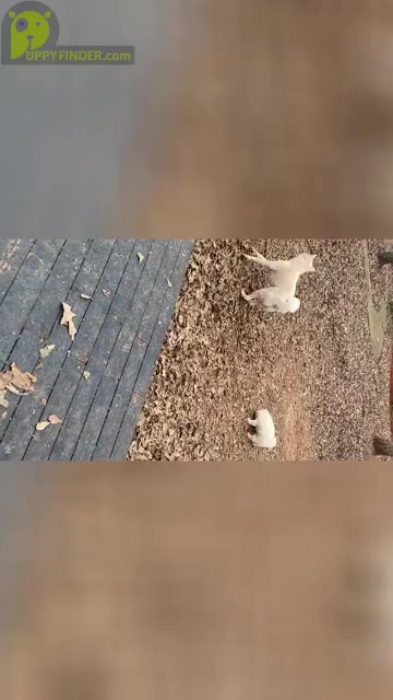 Video preview image #12  Breeder Profile in MCDONOUGH, GA, USA