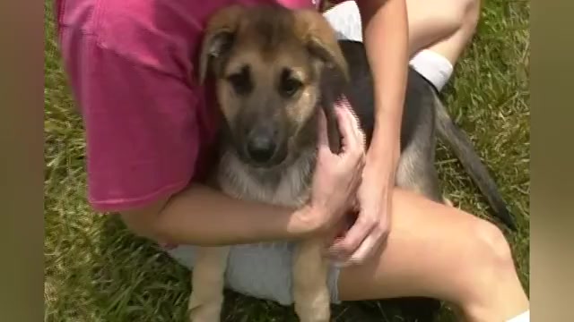Video preview image #1 German Shepherd Dog Puppy For Sale in PIEDMONT, MO, USA