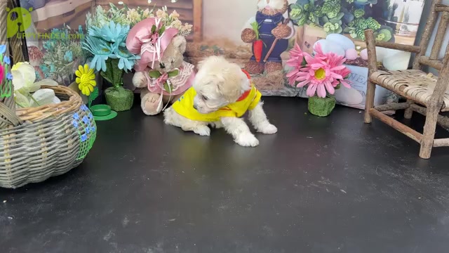 Video preview image #3 Labradoodle Puppy For Sale in MORAGA, CA, USA