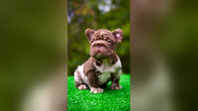 Video preview image #1 French Bulldog Puppy For Sale in SEATTLE, WA, USA