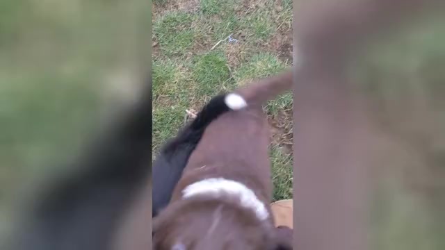 Video preview image #3 Border Collie Puppy For Sale in HARRISON, ID, USA