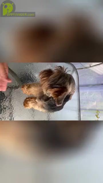 Video preview image #1 Yorkshire Terrier Puppy For Sale in BETHLEHEM, GA, USA