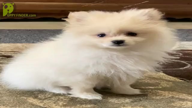 Video preview image #4 Pomeranian Puppy For Sale in DOWNING, MO, USA