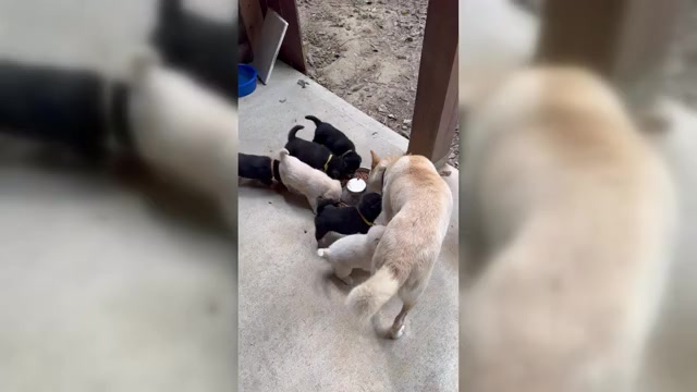 Video preview image #1 Shiba Inu Puppy For Sale in NEW ATHENS, IL, USA