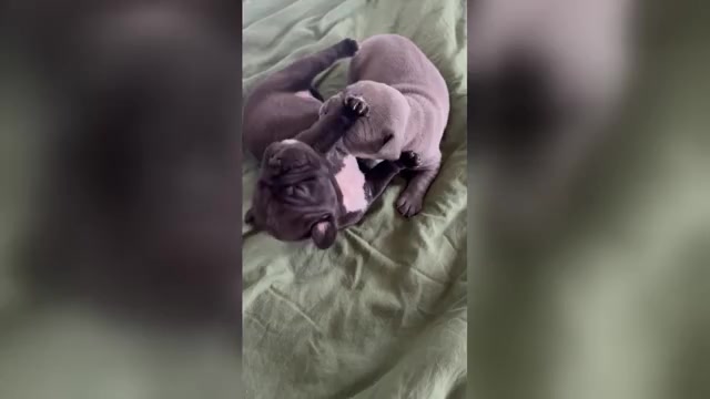 Video preview image #7 American Bully-French Bulldog Mix Puppy For Sale in CHICAGO, IL, USA