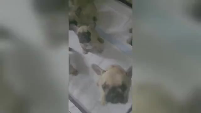 Video preview image #1 French Bulldog Puppy For Sale in FREDERICK, MD, USA