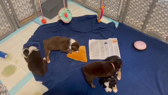 Video preview image #5 Australian Shepherd Puppy For Sale in OLD LYME, CT, USA