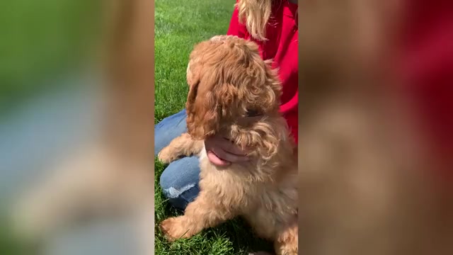 Video preview image #1 Pyredoodle Puppy For Sale in PRESCOTT, WA, USA