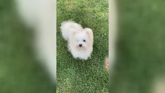 Video preview image #3 Bichon Frise-Morkie Mix Puppy For Sale in Chisinau, Chisinau Municipality, Moldova